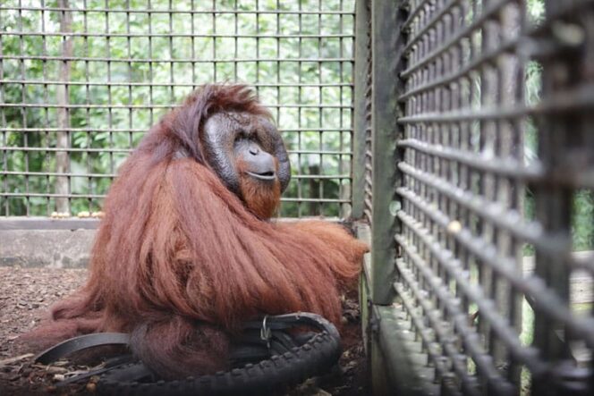
					Orangutan Mungky dan Dodo Kembali ke Borneo, Sambut Hidup Baru di IKN