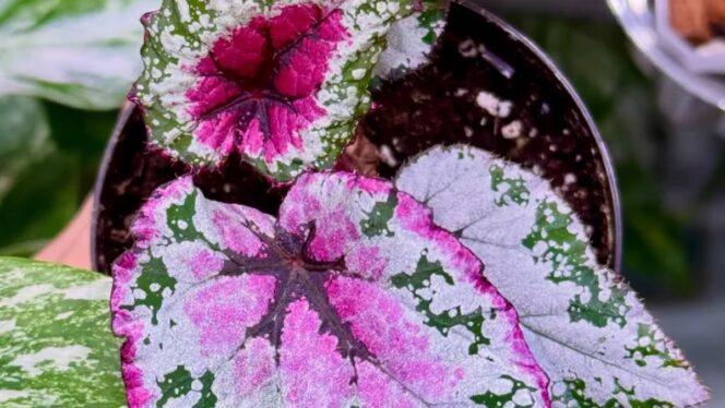 
					5 Jenis Tanaman Hias yang Lagi Tren untuk Suasana Rumah dengan Sentuhan Hijau, Relevan dan Kekinian