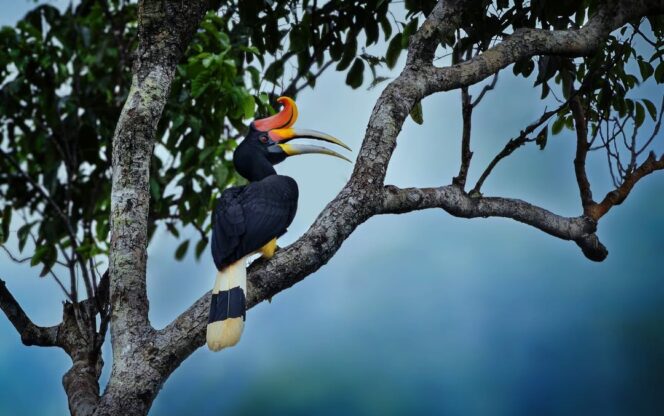 
					Rangkong dan Masa Depan Hutan Kalimantan Selatan