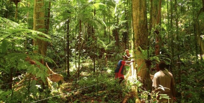 
					Kepulauan Solomon Percepat Reformasi Sektor Sehutanan menuju Keberlanjutan