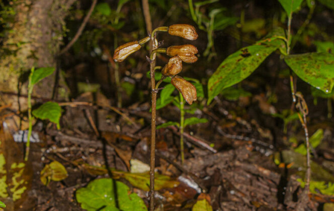 
					Dua Spesies Anggrek Baru Ditemukan di Lereng Gunung Semeru