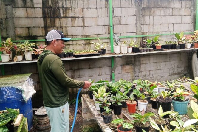 
					Ismanto: Tinggalkan Profesi Satpam, Kini Sukses Budidaya Mamey Sapote Beromzet Puluhan Juta