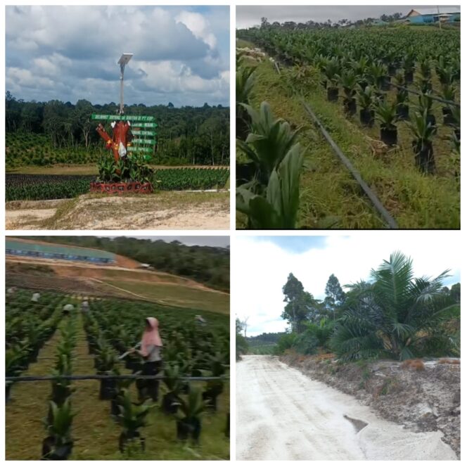 
					Satgas PKH Diminta Segera Tindak Tegas Terkait Operasional PT KBP di Barsel yang Diduga Ilegal