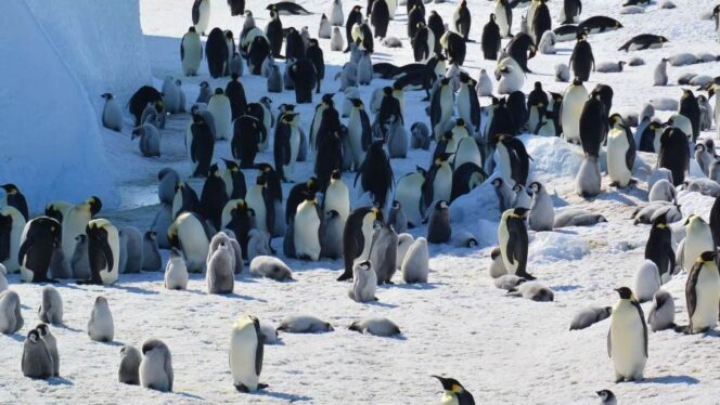 
					Es di Antartika Tipis, Jenis Penguin yang Satu Ini Terancam Punah