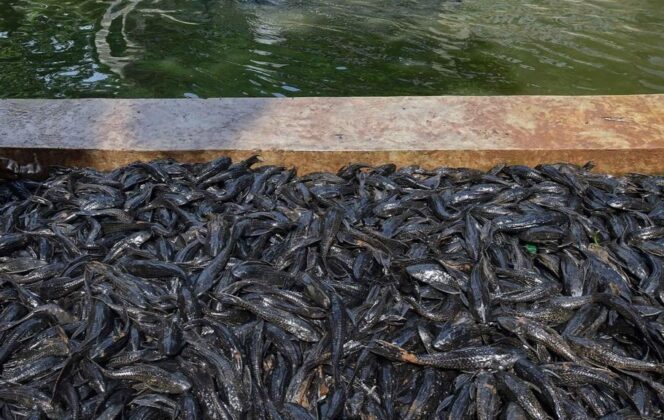 
					Dianggap Hama di RI, Ikan Sapu-sapu Justru Kuliner Favorit Amazon