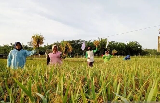
					Petani Desa Bumi Asih genjot produksi padi perkuat ketahanan pangan