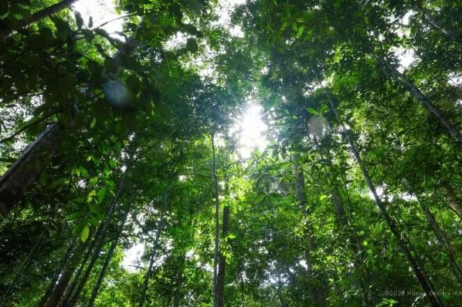 
					IKN antisipasi karhutla berbasis teknologi hadapi El Nino
