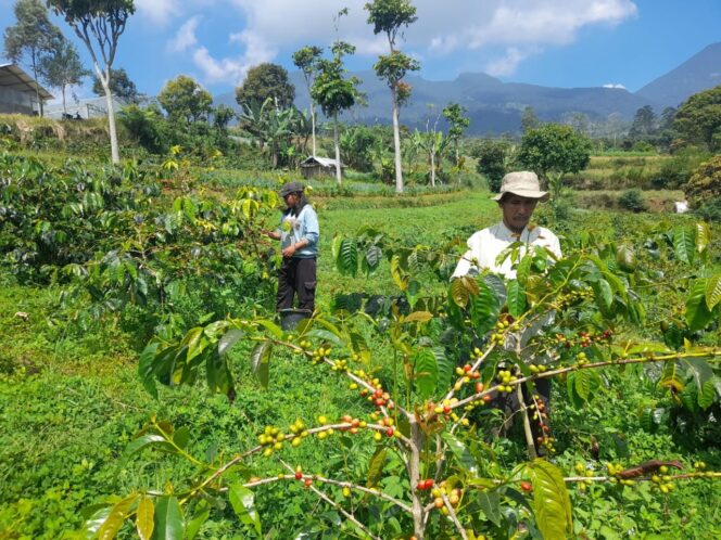 
					Manfaatkan Lahan di Lereng Gunung, Petani Cianjur Kembangkan Kopi Arabika Berkualitas