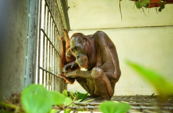 
					Kisah Mauliyan dan Ariandi, Orangutan Kurus yang Bertahan di Tengah Krisis Habitat