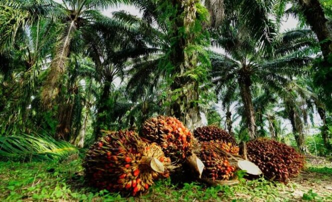 
					Gelapkan Keuntungan Kebun Sawit BUMD, Mantan Direktur Dituntut 7,5 Tahun Penjara
