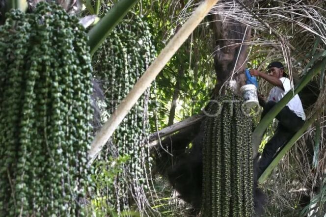 
					Peneliti BRIN: Aren berpotensi menjadi sumber bioetanol nasional