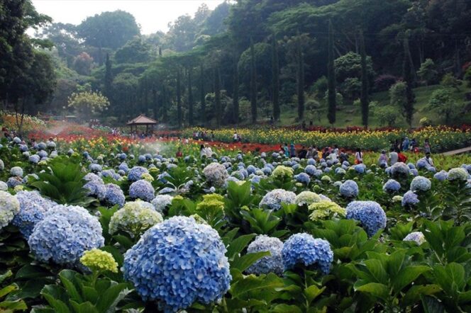 
					Cari Udara Sejuk? Wisata Taman Bunga di Batu Bisa Jadi Pilihan