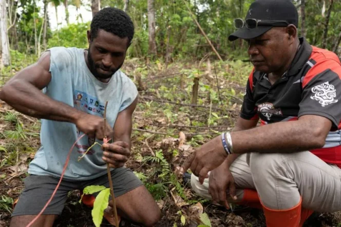 
					Pelatihan Kakao Perkuat Kapasitas Petani dan Koperasi di Raja Ampat
