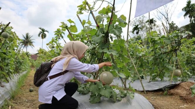 
					Tak Lagi Jual ke Tengkulak ! Petani Melon HST Raup Untung Lewat Agrowisata, Sehari Terjual 2 Ton