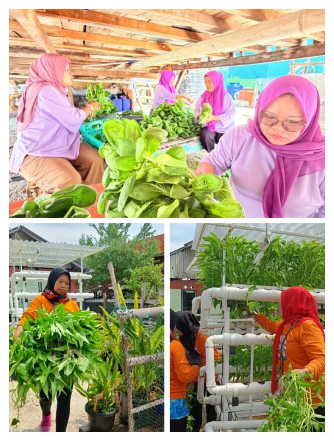 
					Upaya Para Perempuan Wujudkan Kedaulatan Pangan di Pulau Kelapa