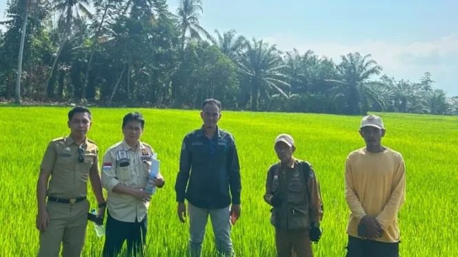 
					Strategi Tepat Hadapi El Nino, Petani di Luwu Utara Sukses Panen Raya