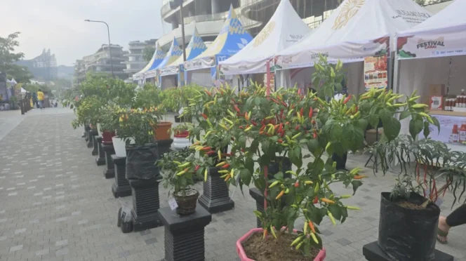 
					Festival Cabai Nusantara Digelar di IKN, Bidik Pasar Petani Jaga Pasokan dan Harga