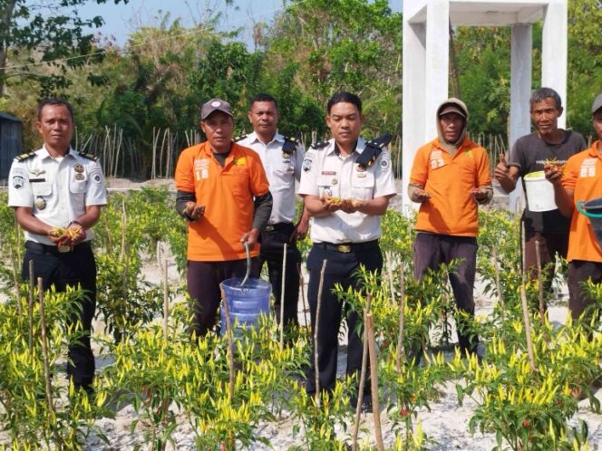
					Produktif di Tengah Kemarau, Lapas Namlea Sukses Panen Cabai Rawit